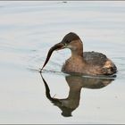 Kleiner Taucher mit großer Beute