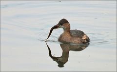 Kleiner Taucher mit großer Beute