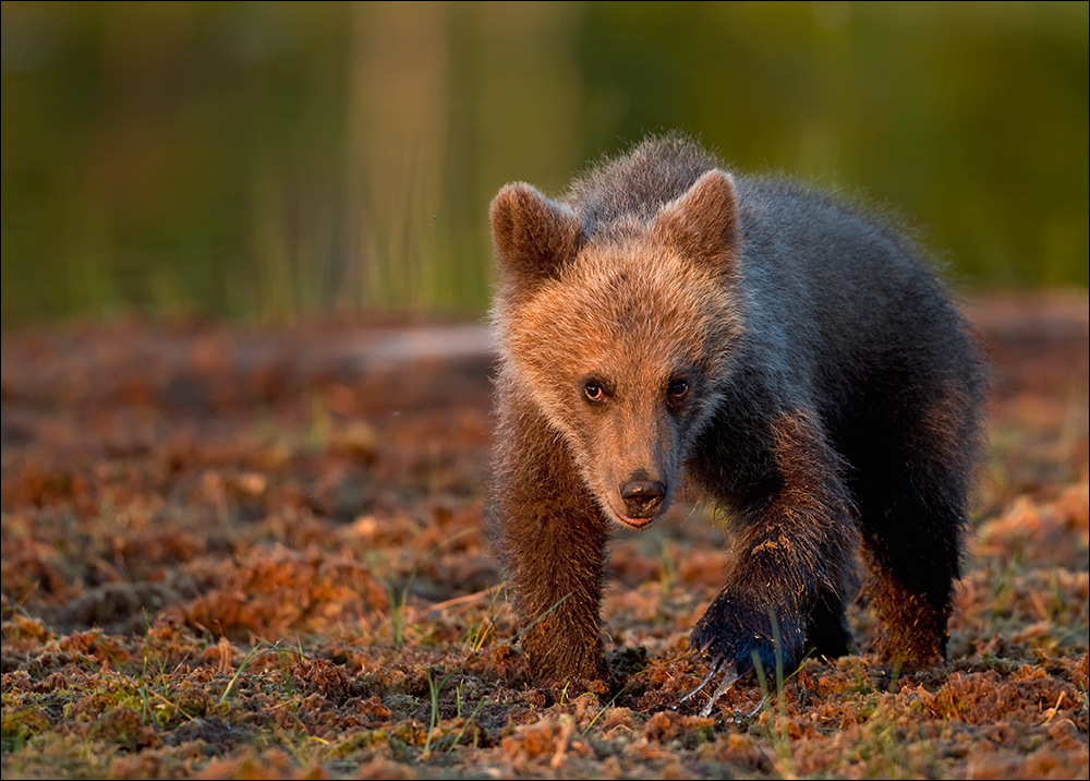 Kleiner "Teddybär"