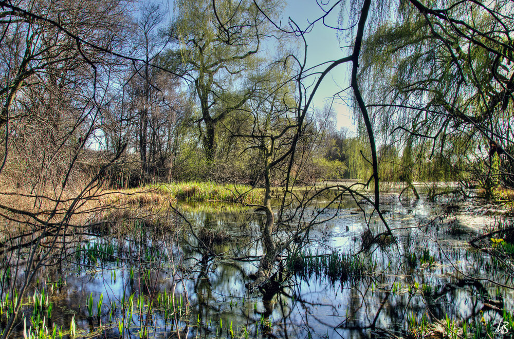 kleiner Teich