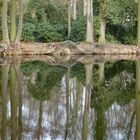 Kleiner Teich als Spiegel
