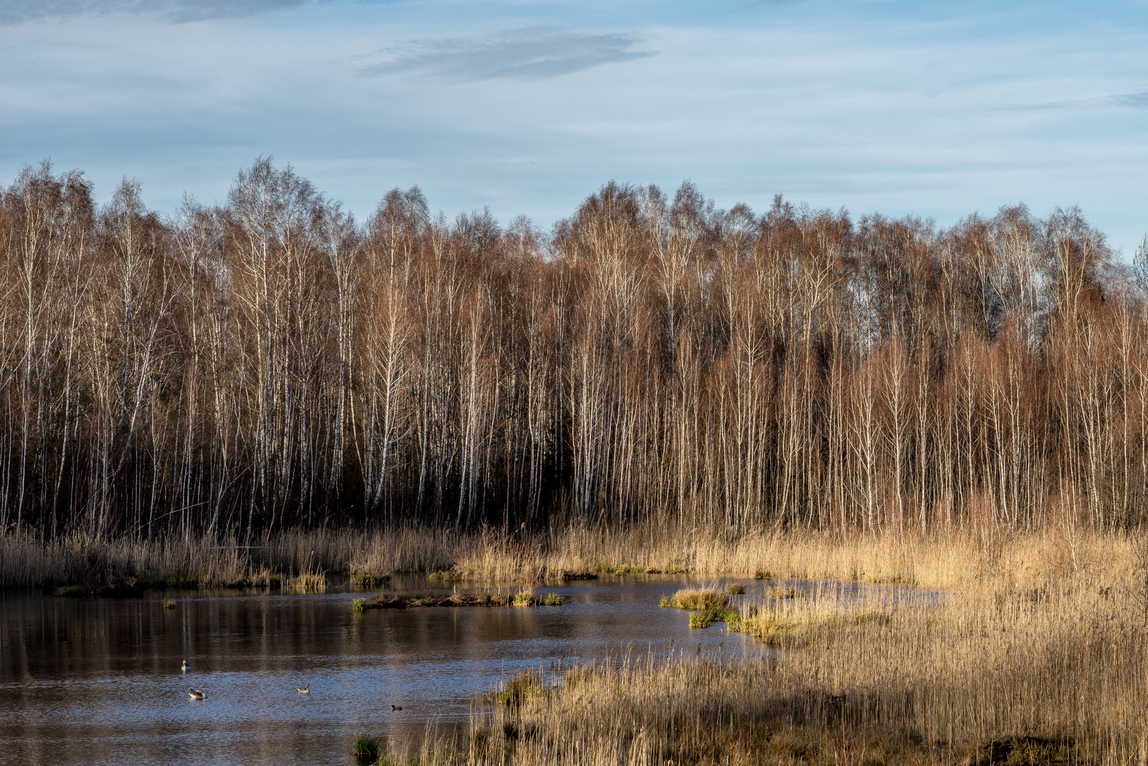 Kleiner Teich im Moor.