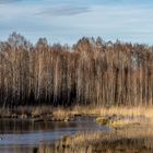 Kleiner Teich im Moor.