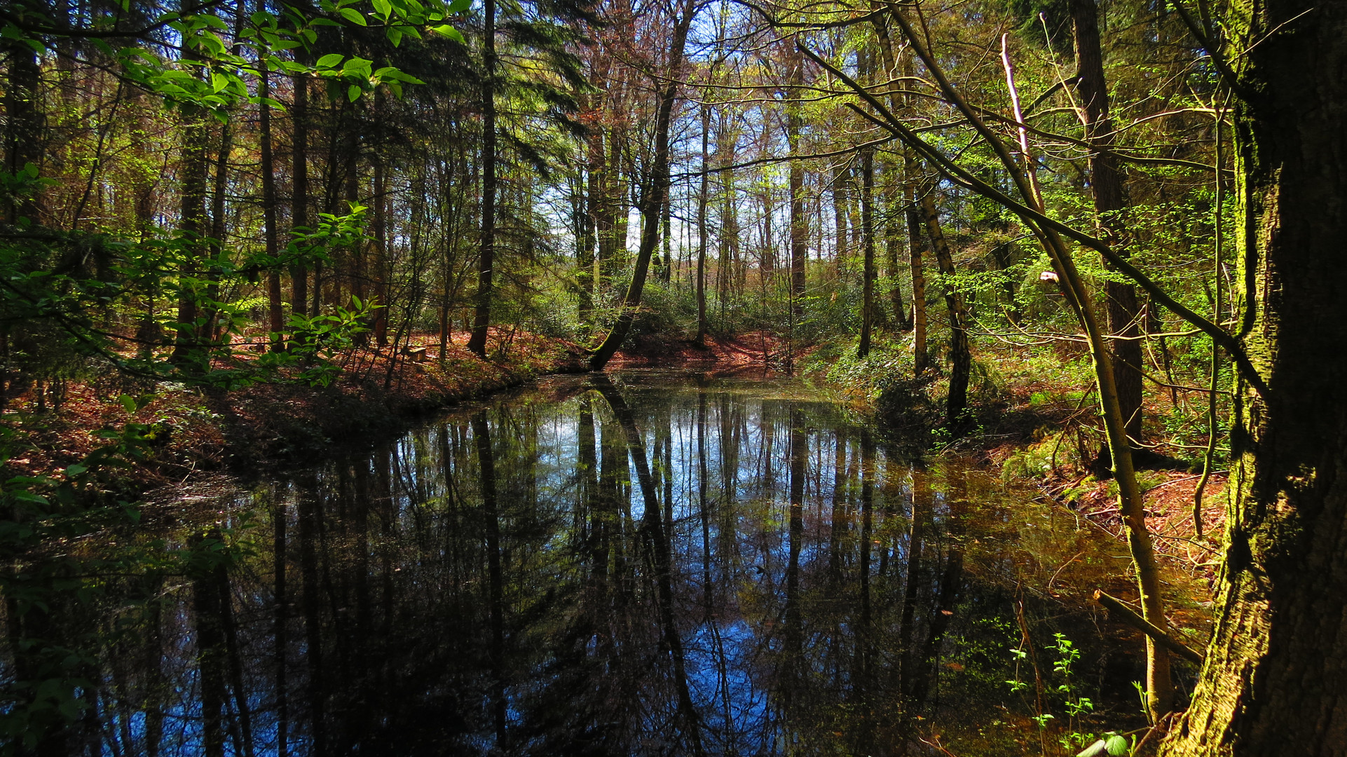 Kleiner Teich im Stenumer Forst nahe Delmenhorst