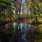 Kleiner Teich im Stenumer Forst nahe Delmenhorst