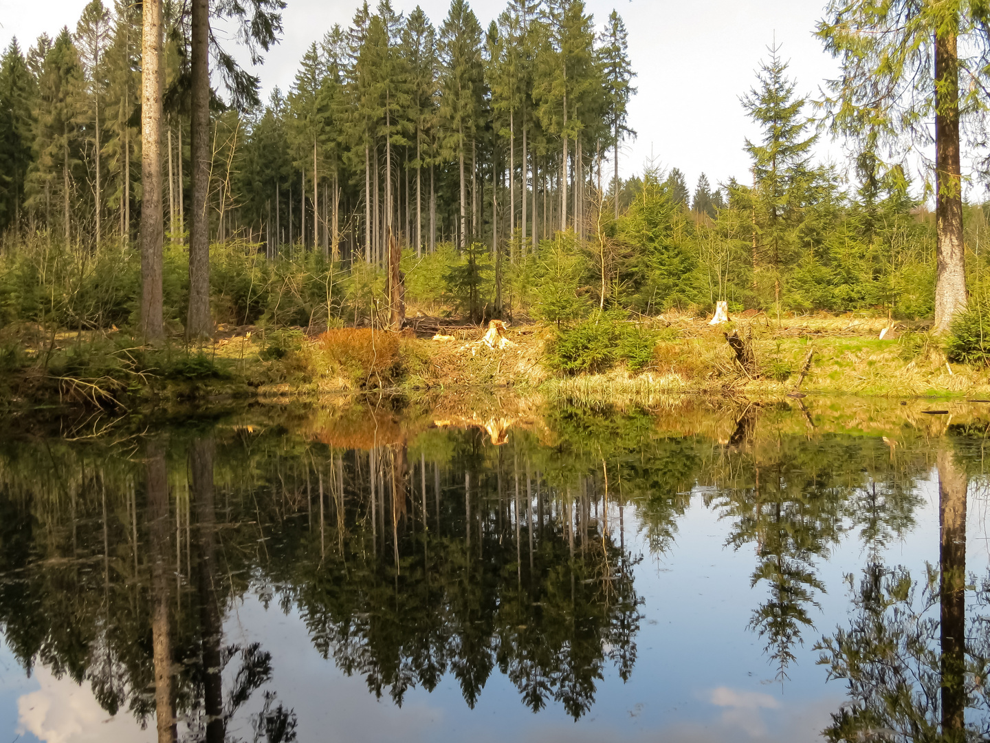 Kleiner Teich im Wald