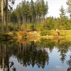 Kleiner Teich im Wald