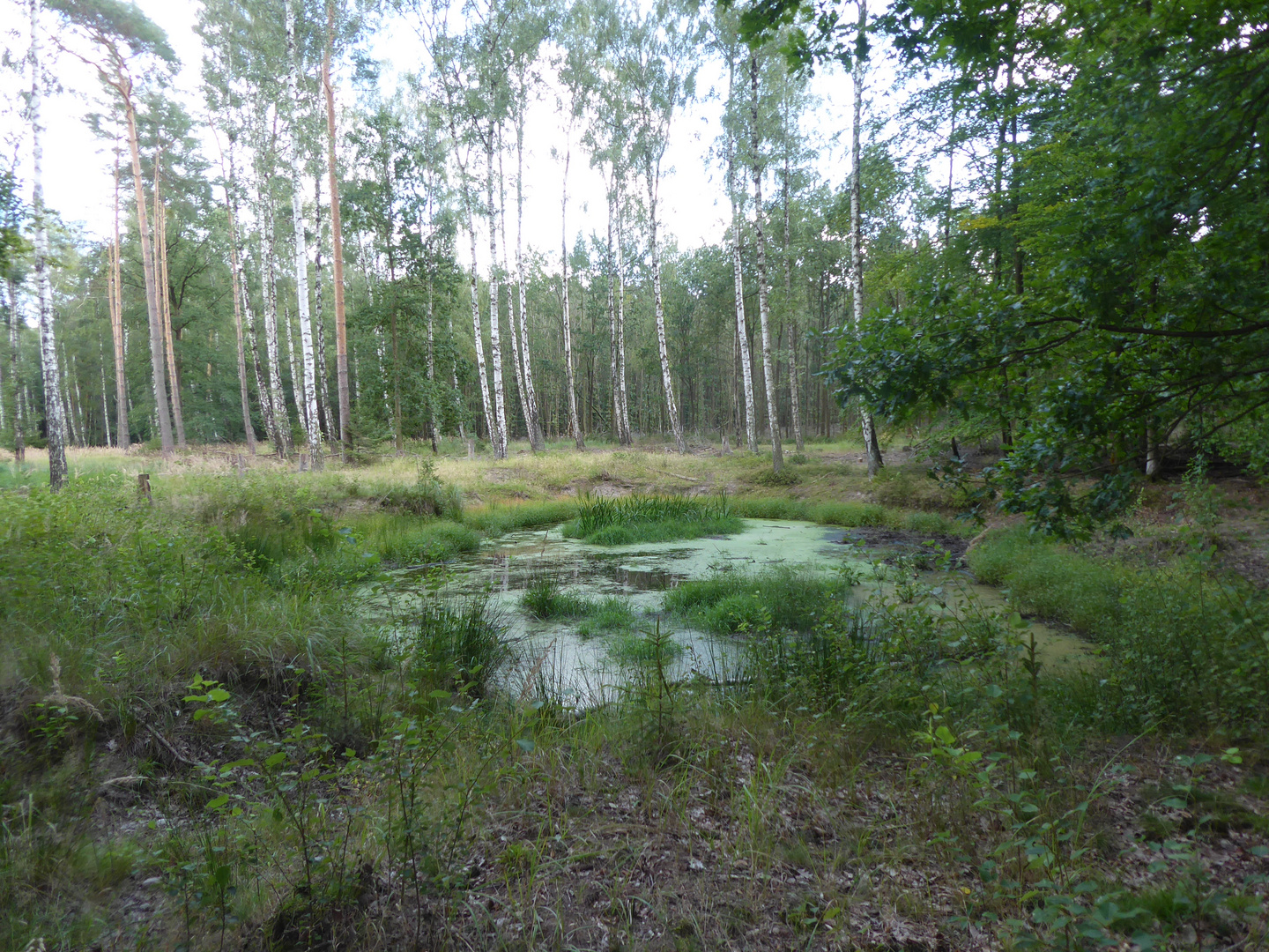 Kleiner Teich im Wald