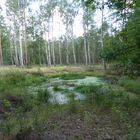 Kleiner Teich im Wald