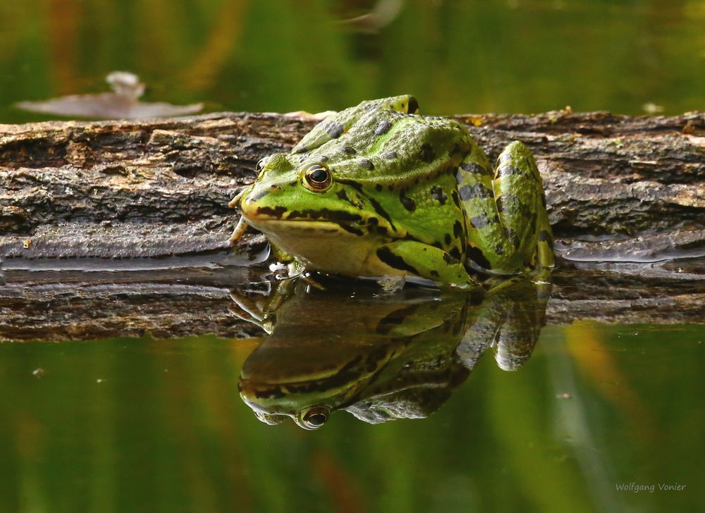 Kleiner Teichfrosch