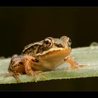 Kleiner Teichfrosch!!!