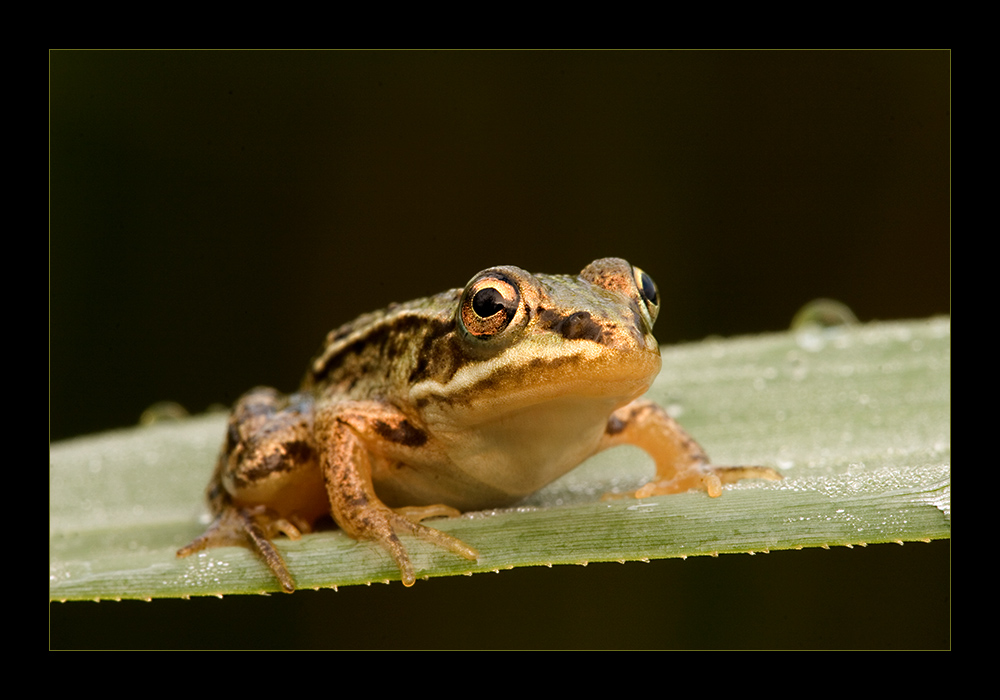 Kleiner Teichfrosch!!!