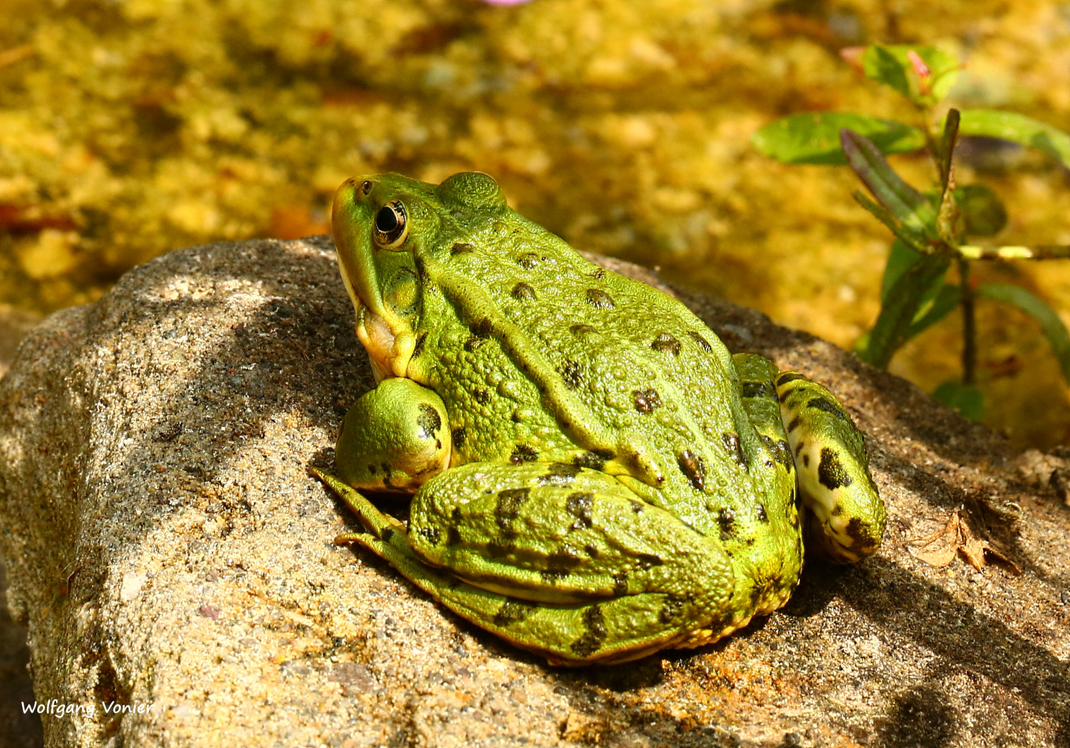 Kleiner Teichfrosch 