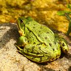 Kleiner Teichfrosch 