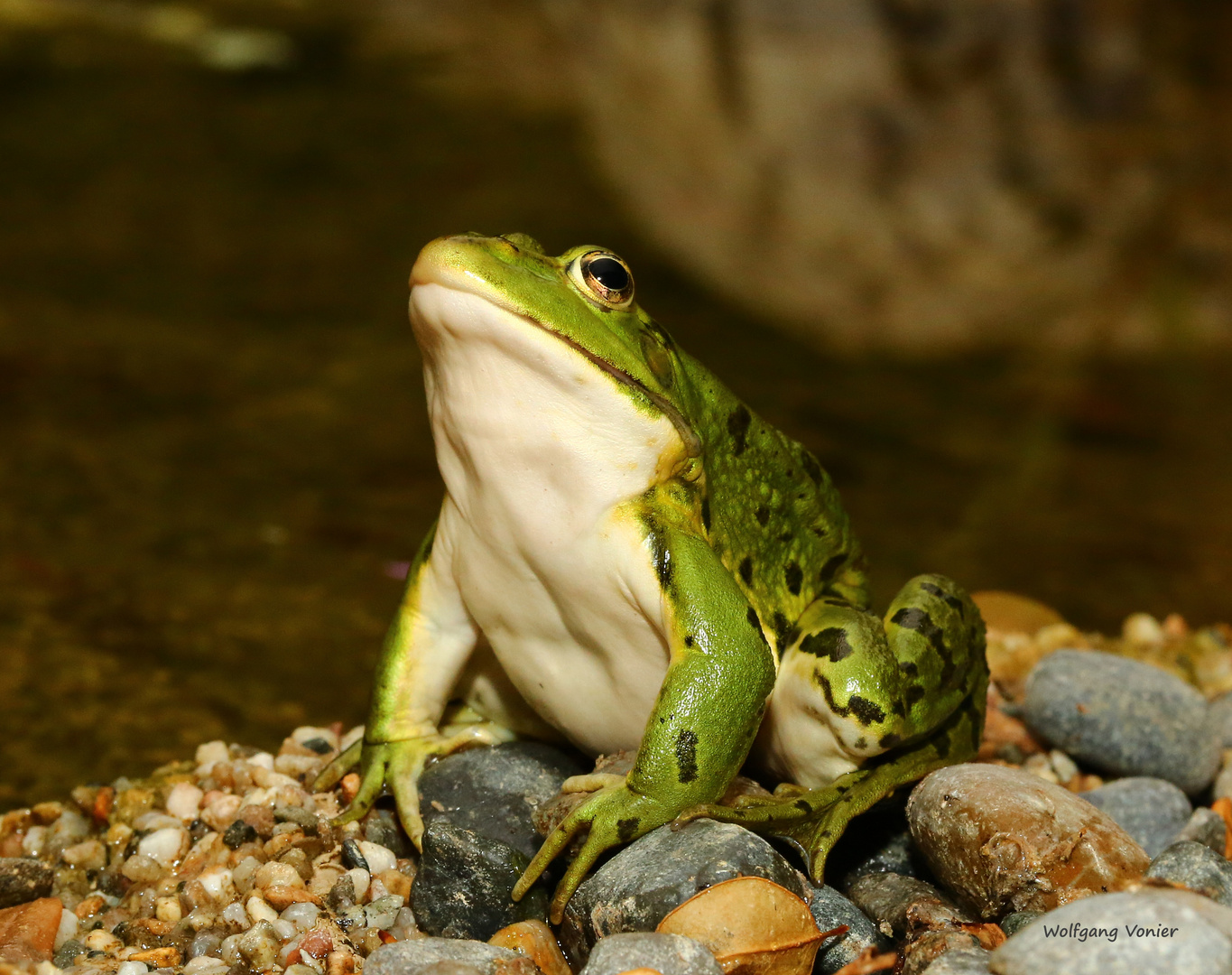 Kleiner Teichfrosch 