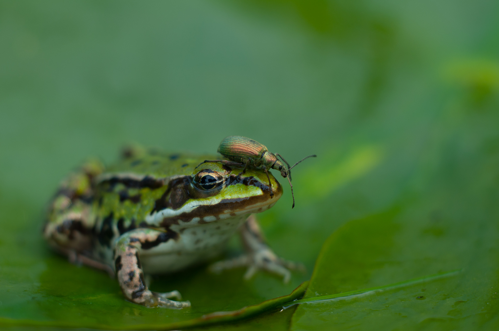 kleiner Teichfrosch