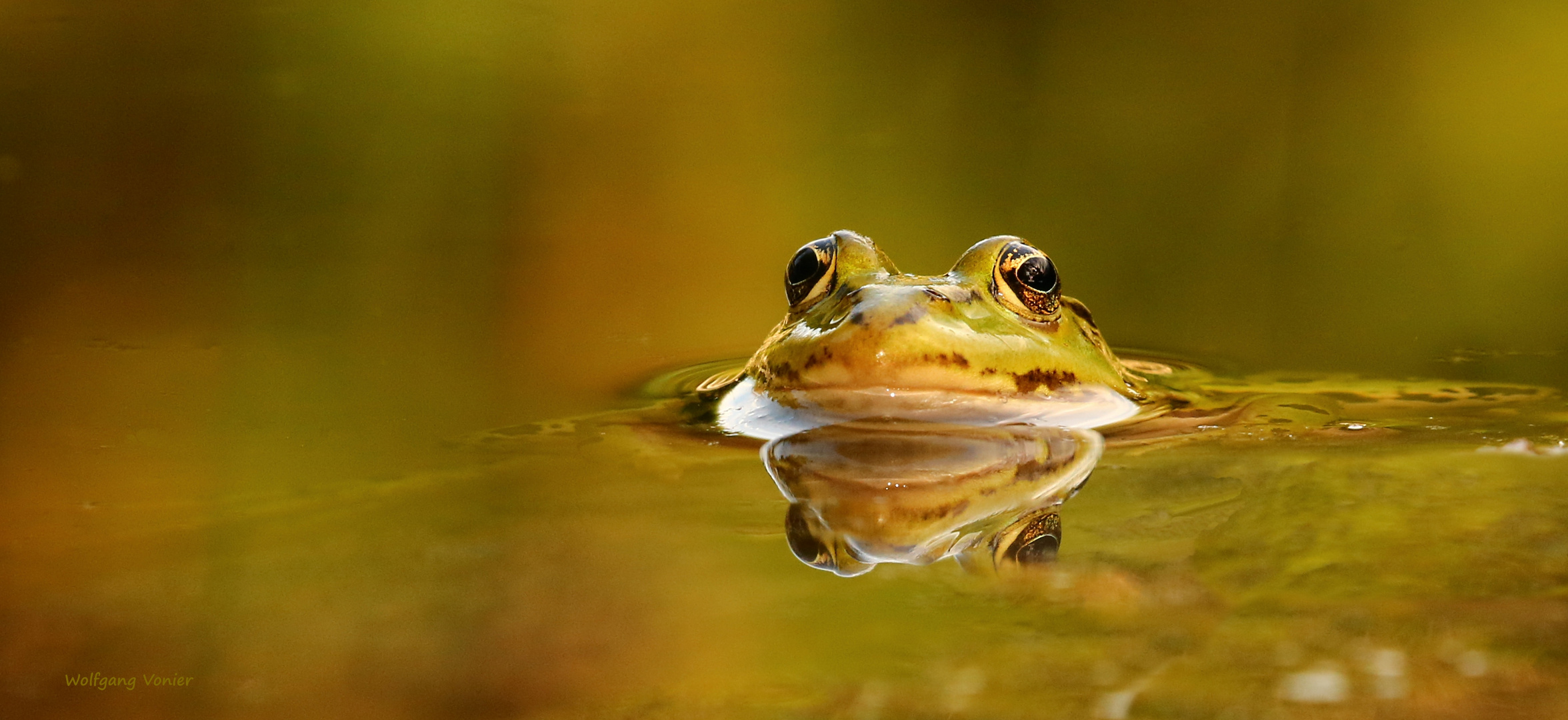 Kleiner Teichfrosch 