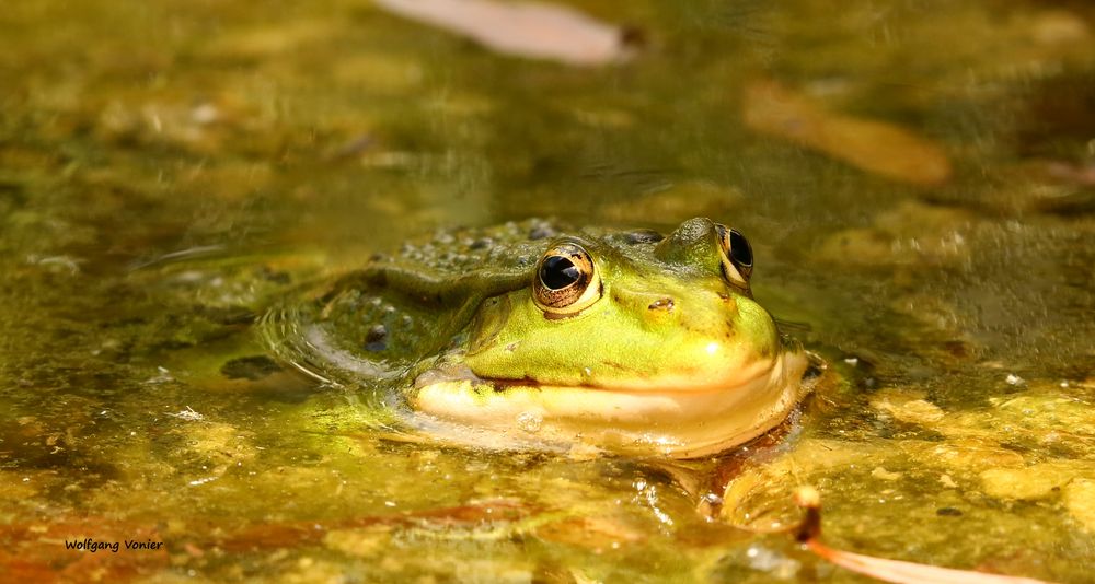 Kleiner Teichfrosch ganz groß.