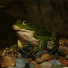 Kleiner Teichfrosch in der Abenddämmerung