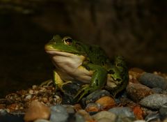 Kleiner Teichfrosch in der Abenddämmerung