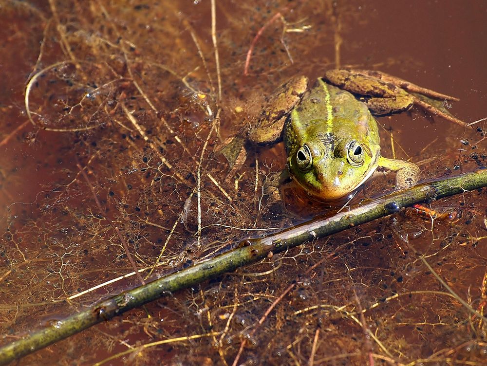 Kleiner Teichfrosch (Rana lessonae)