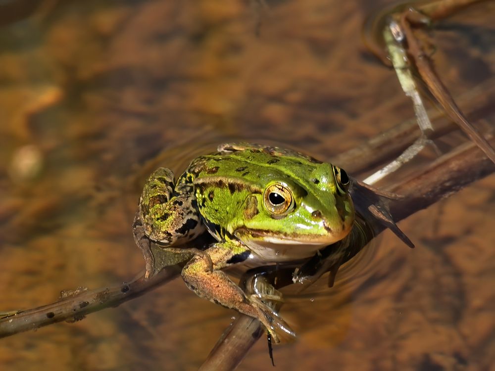 Kleiner Teichfrosch (Rana lessonae)