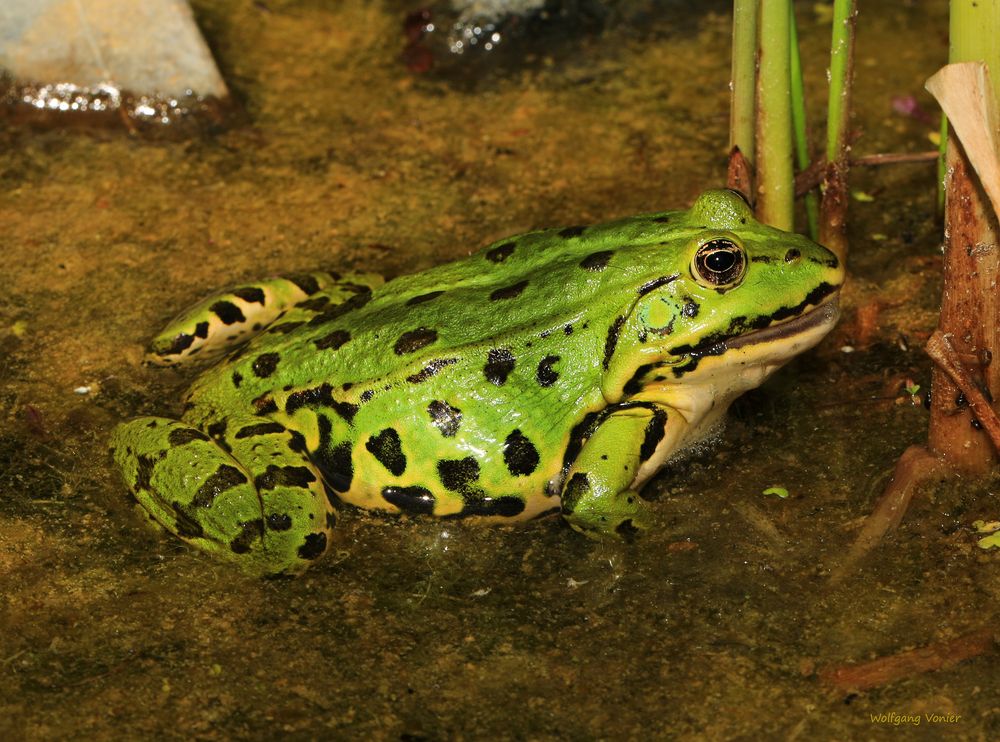 Kleiner Teichfrosch weiblich