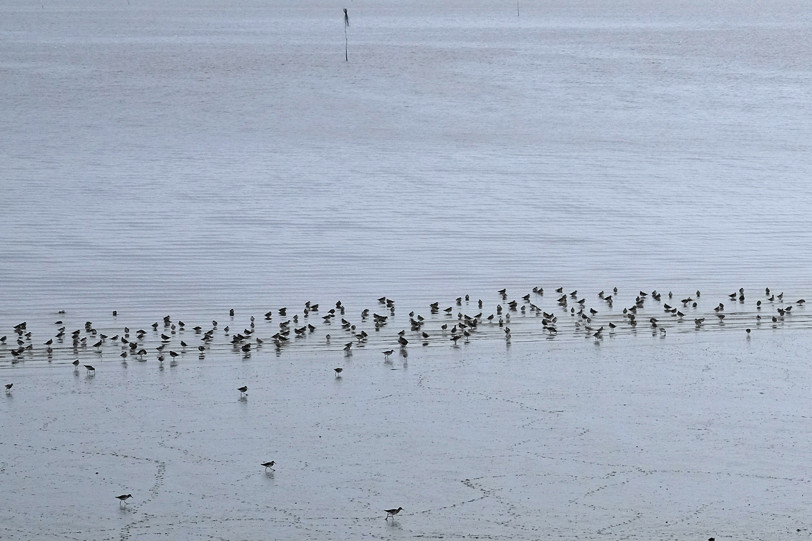 Kleiner Teil eines riesigen Knutt-Schwarmes an der Wattkante des Jadebusens bei Dangast.