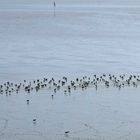 Kleiner Teil eines riesigen Knutt-Schwarmes an der Wattkante des Jadebusens bei Dangast.