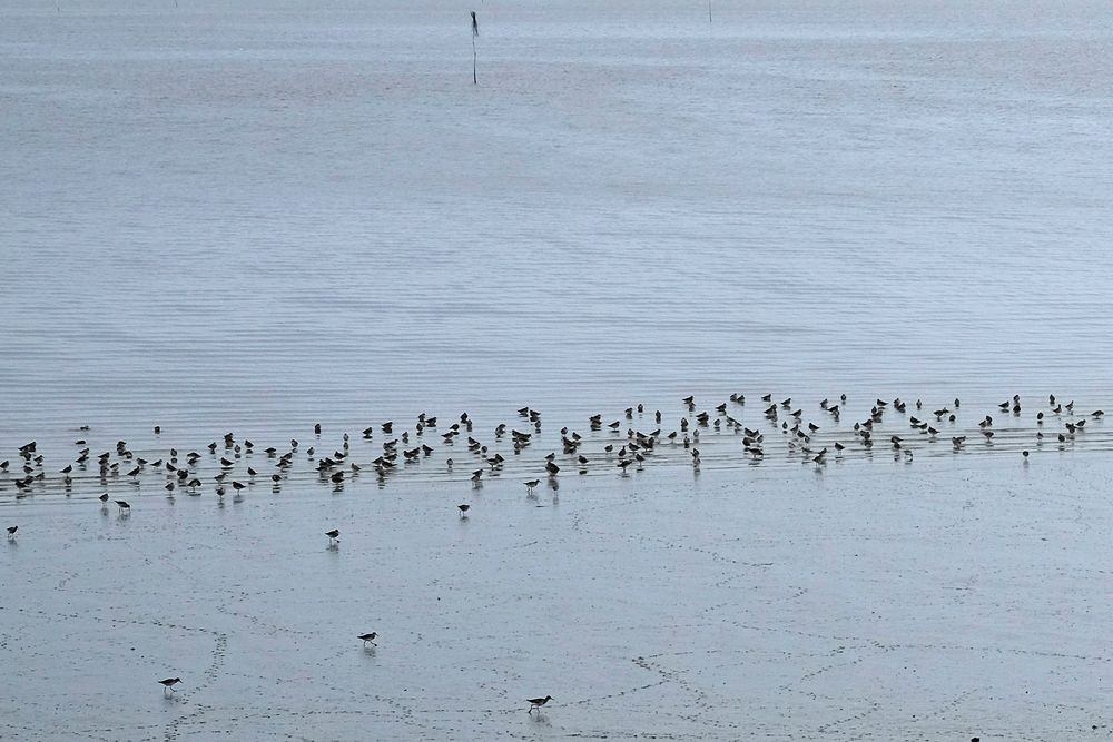 Kleiner Teil eines riesigen Knutt-Schwarmes an der Wattkante des Jadebusens bei Dangast.