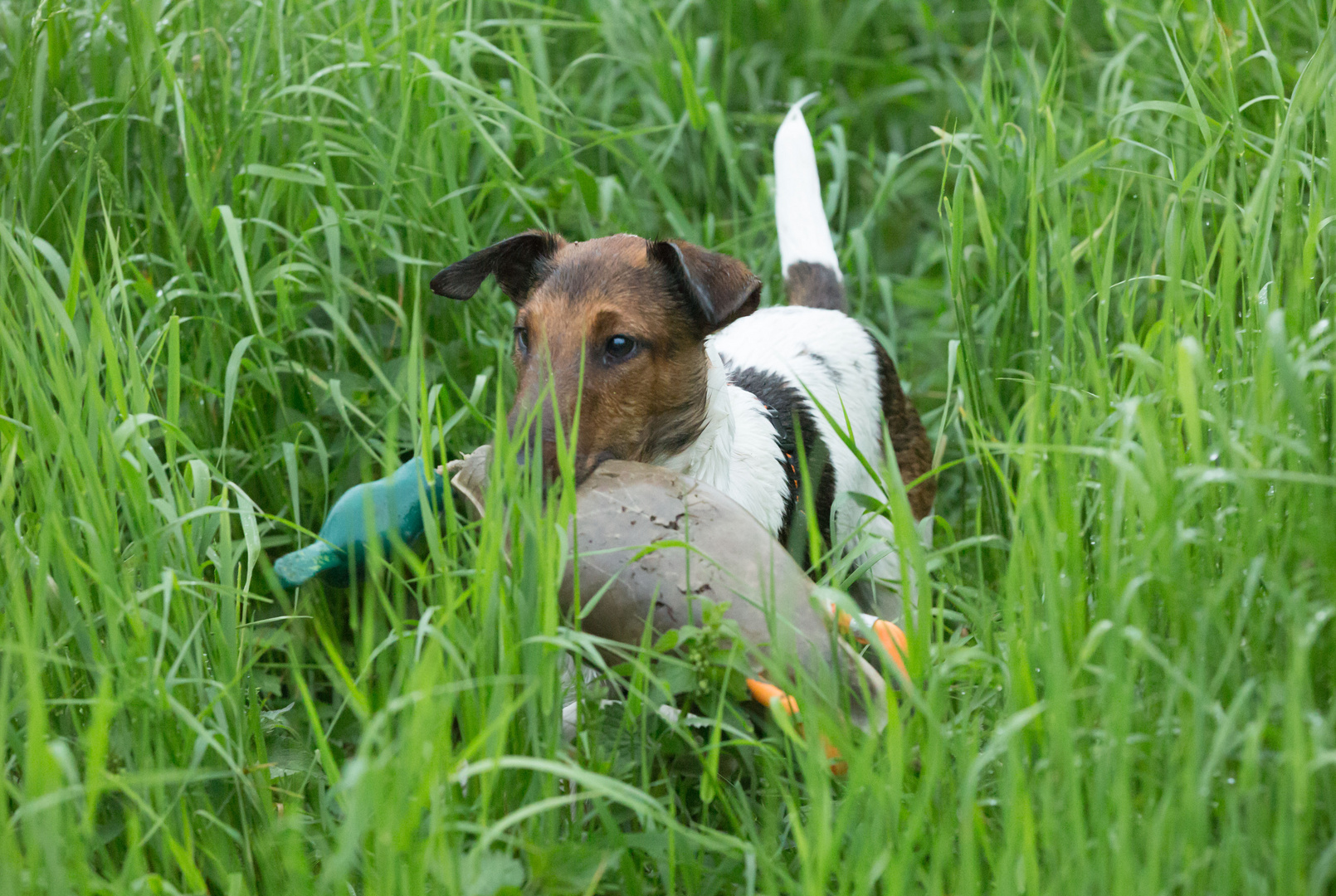 kleiner Terrier ganz groß