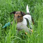 kleiner Terrier ganz groß