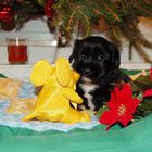 kleiner Tibet Terrier mit seinem Weihnachtsgeschenk