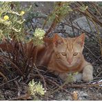 Kleiner tierischer Einwohner von Rhodos