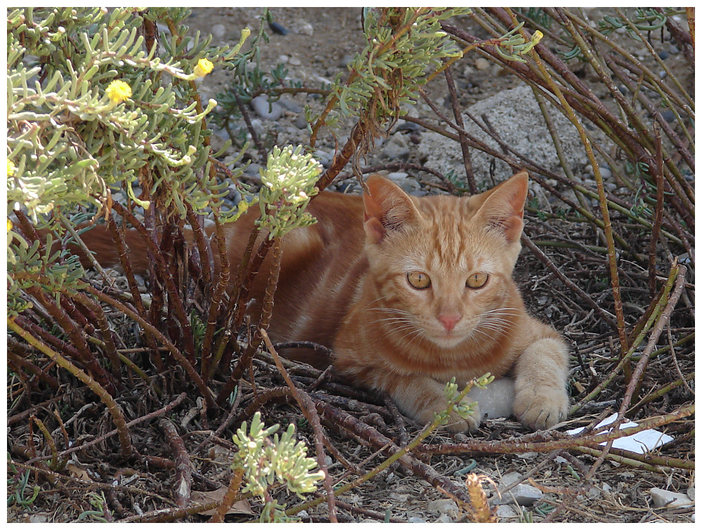 Kleiner tierischer Einwohner von Rhodos