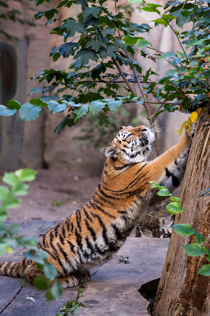 Kleiner Tiger Kleiner Tiger