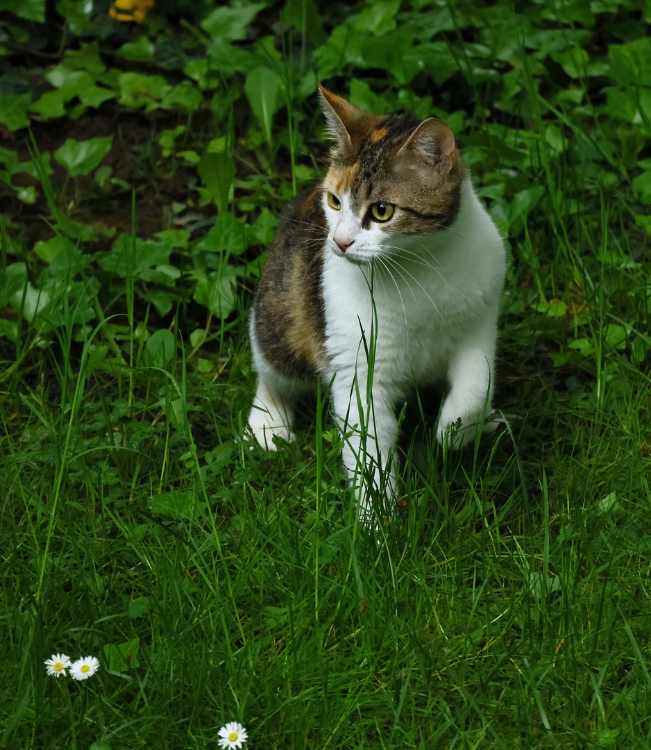 "Kleiner Tiger"