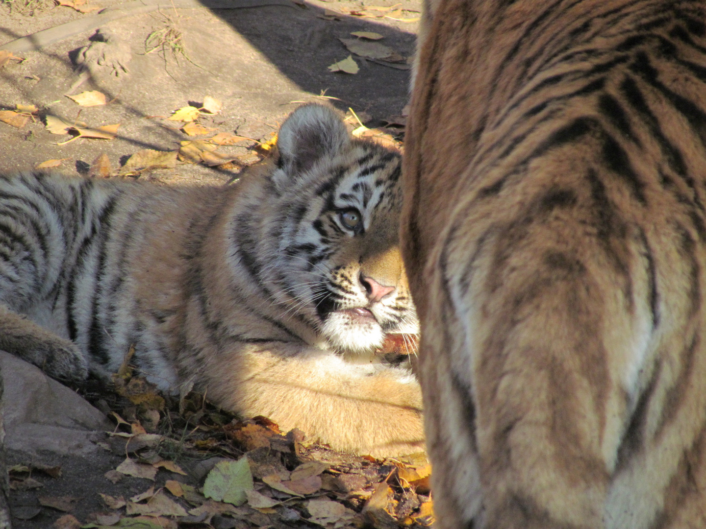 kleiner Tiger