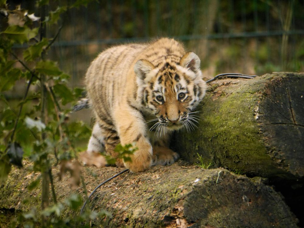 Kleiner Tiger Kleiner Tiger