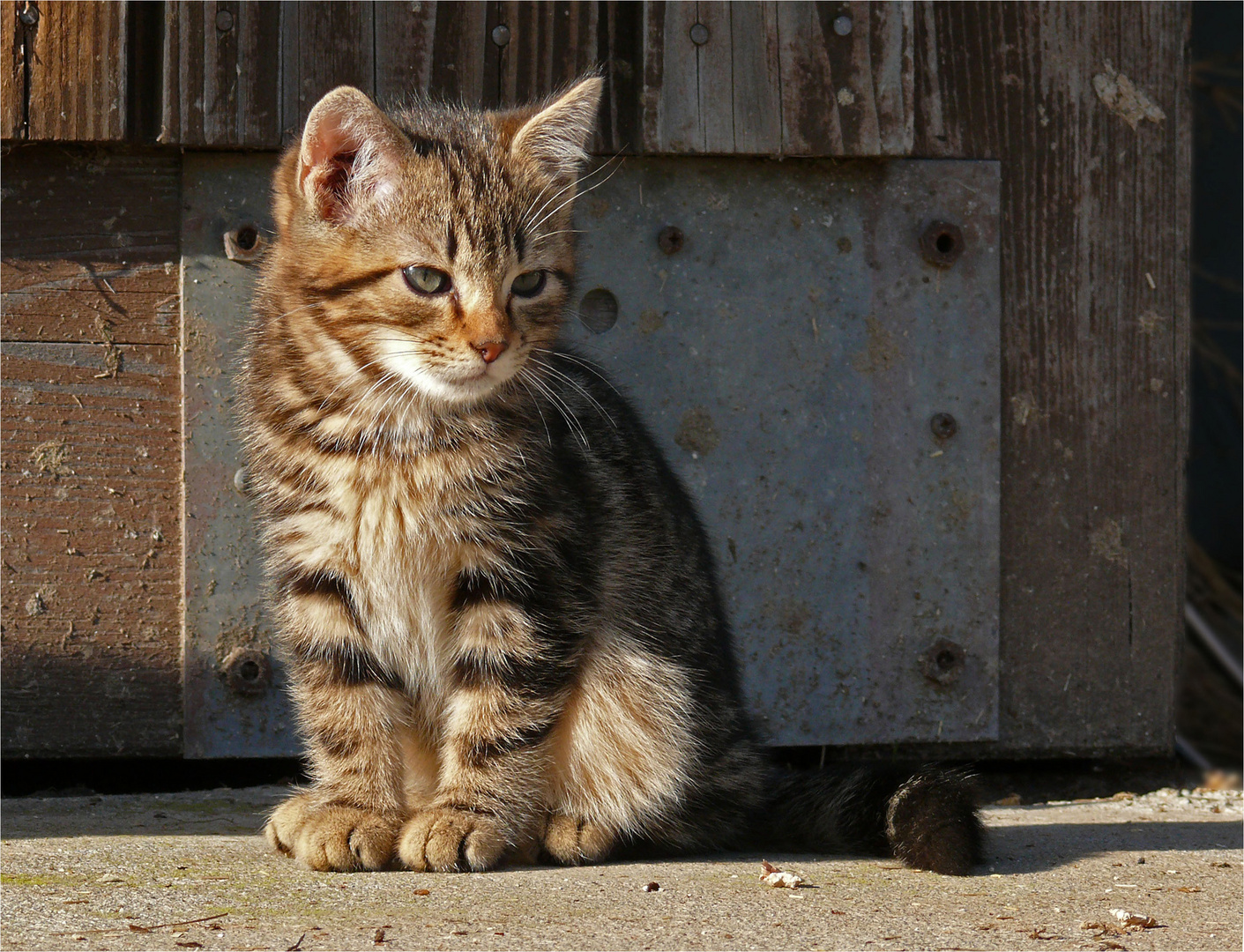 kleiner Tiger