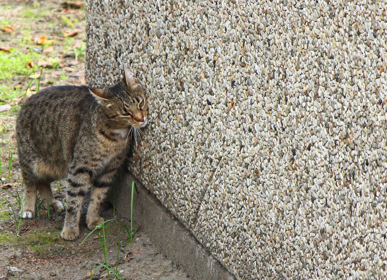 Kleiner Tiger