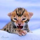 Kleiner Tiger