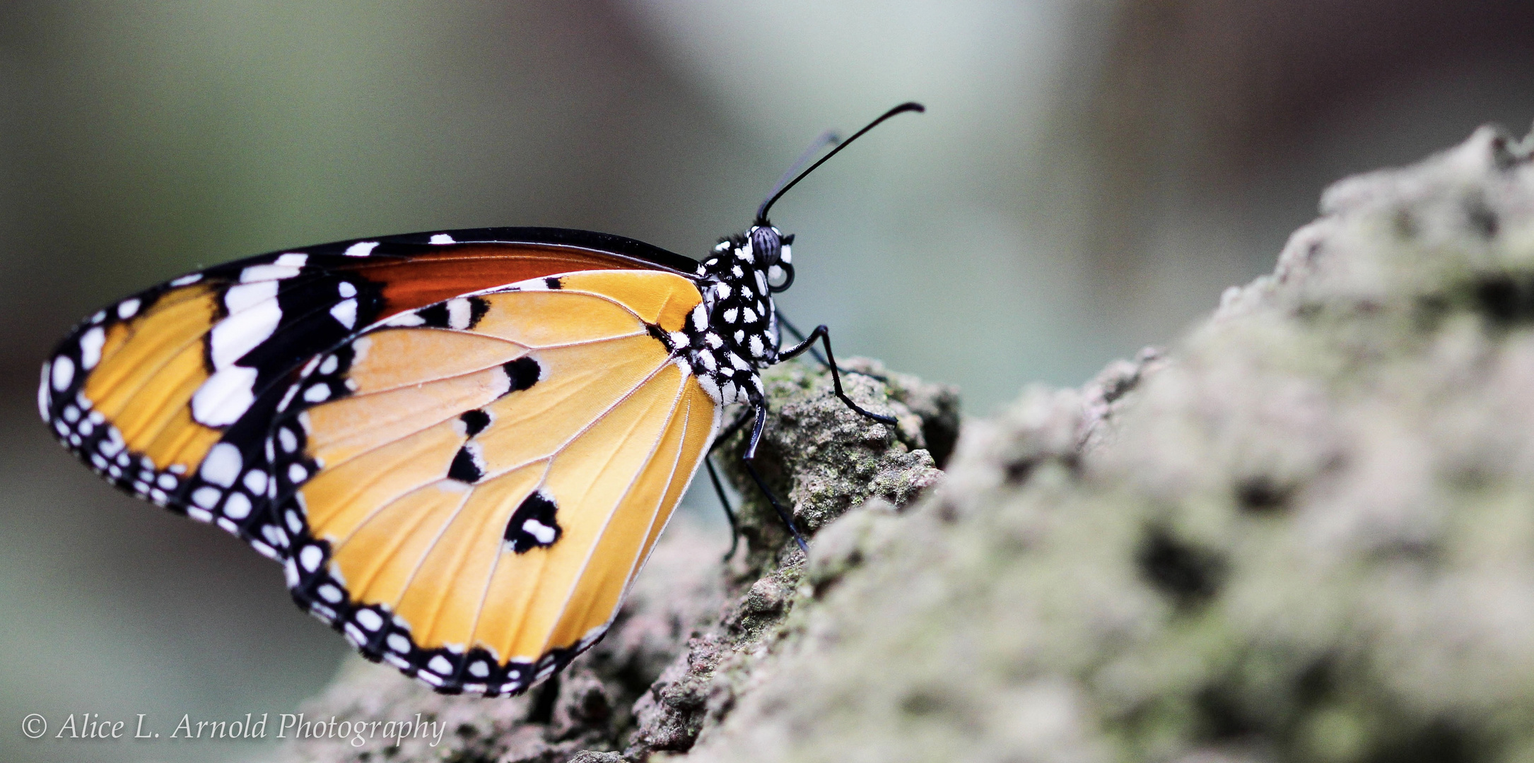 Kleiner Tiger (Danaus chrysippus) - NICHT zu verwechseln mit einem Monarch.