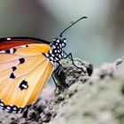 Kleiner Tiger (Danaus chrysippus) - NICHT zu verwechseln mit einem Monarch.