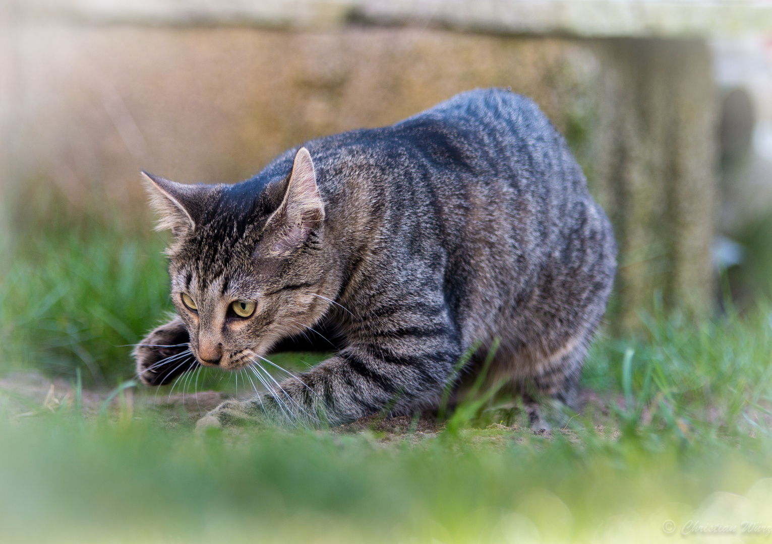 kleiner Tiger