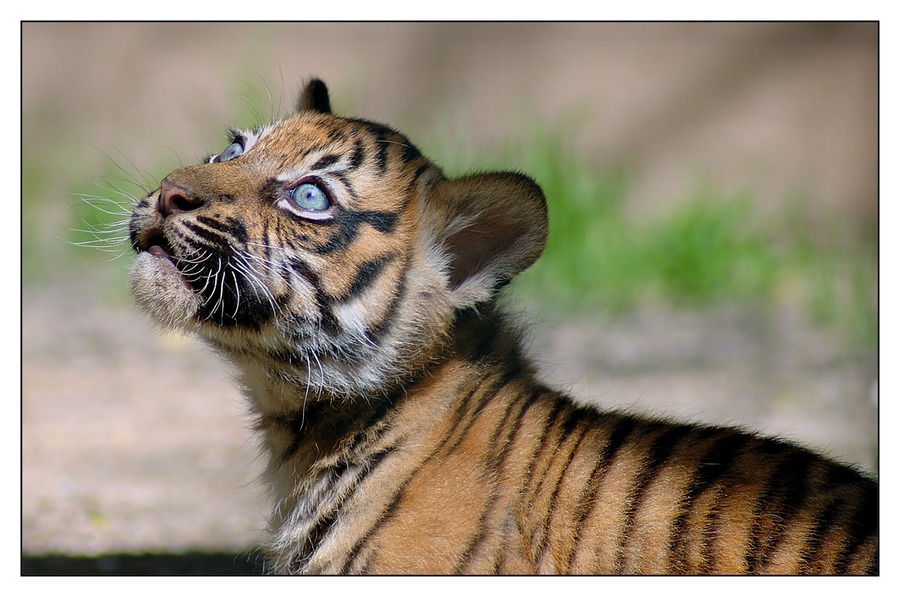 Kleiner Tiger Kleiner Tiger