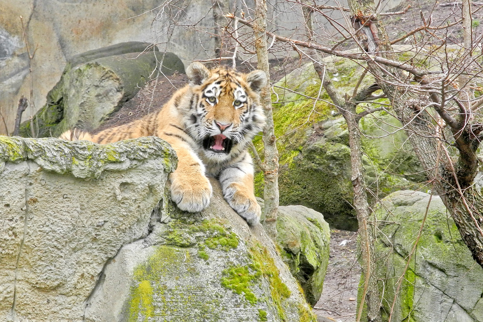 Kleiner Tiger ganz groß