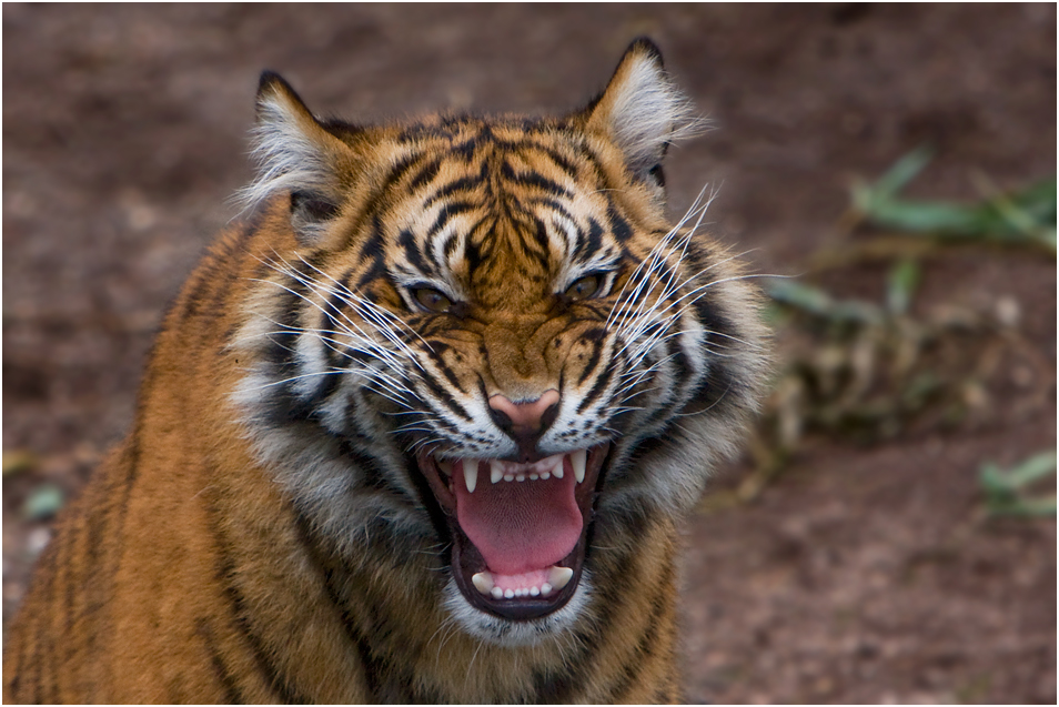 Kleiner Tiger ganz groß