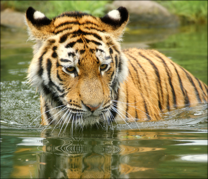 Kleiner Tiger, gar nicht wasserscheu