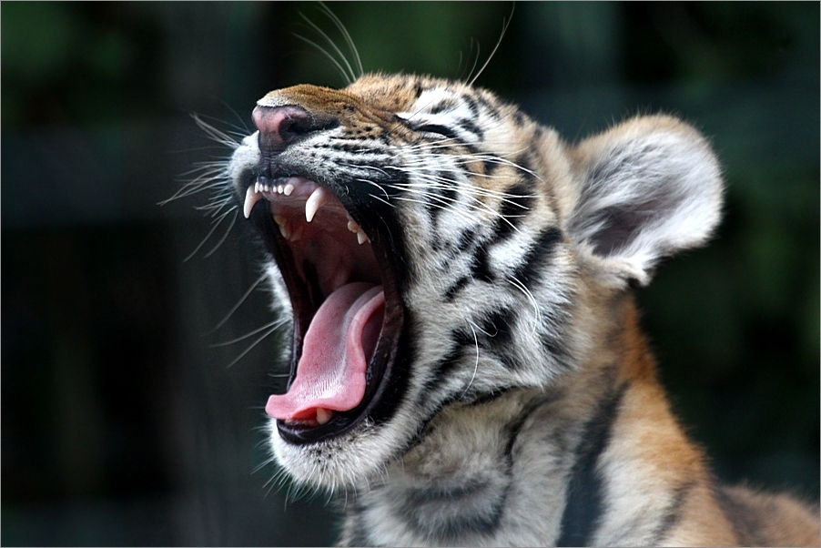 KLEINER TIGER , GROßE KLAPPE